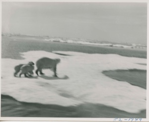 Image of Bear and two cubs